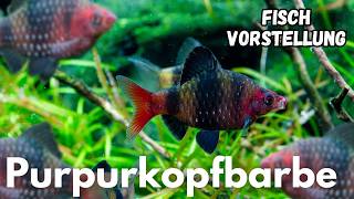 Purpurkopfbarbe - Puntius nigrofasciatus | Liquid Nature Fisch Vorstellung