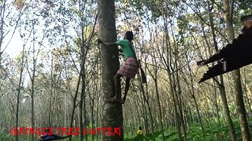 cutting large Jack fruit tree using Stikl MS 461,460,661 Chainsaws