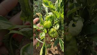 today's kitchen garden update ❤#vegetables #organic #update #farming #trending #viral #shorts