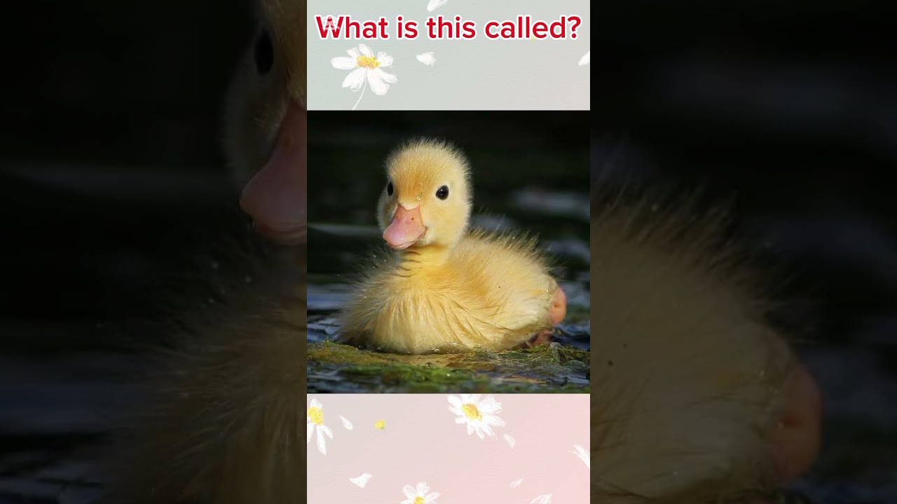 Can you guess what is this called! Learn Animal's Name for Kids.