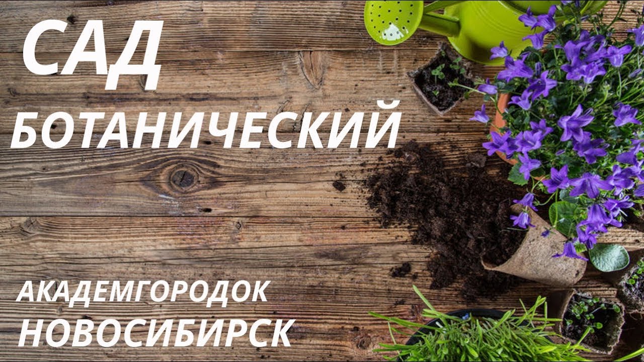 Сады нива академгородок