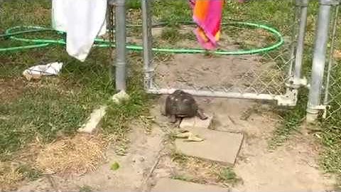 Smart tortoise learns to open the gate