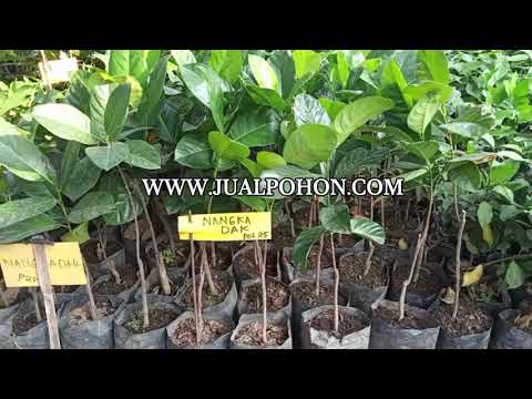 Miliki Bibit Nangkadak Unggul, Kebun Produktif, Panen Maksimal!