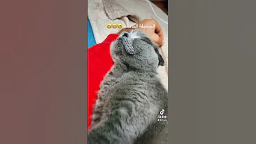 فيليا الجميلة 