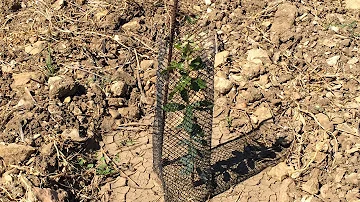 Où planter un chêne truffier ?