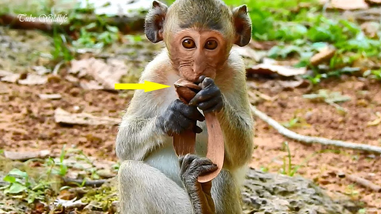 baby monkey crying for milk Poor Janet can use hands as normal But still swollen bruises lost a finger