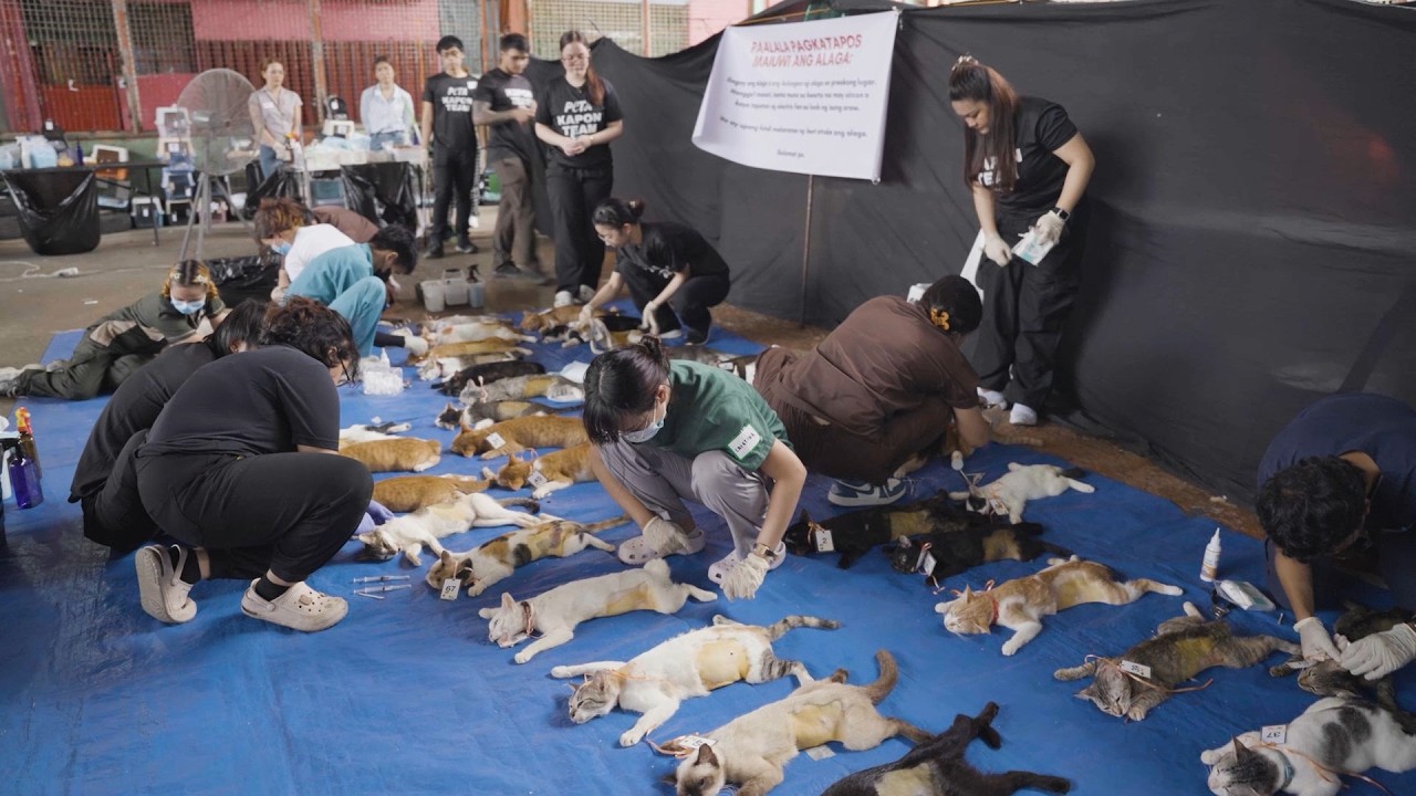 Впечатляющий взгляд на ваше глобальное влияние на защиту животных.