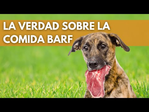 Video: Aquí es lo que debe saber sobre las materias primas antes de darle una a su cachorro