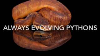 Ball python giveaway is finally here ! Look at the description.