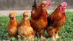 Rüyada Tavuk Görmek (Rüya Tabiri)
