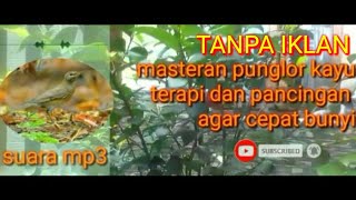 masteran burung punglor kayu  pancingan agar cepat punyi