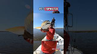 TOPWATER Sight Fishing Redfish Action. #TeamActionHat #sightfishing #youtubefishing