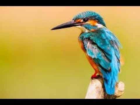 Birds Ringtone Download Birds Ringtone Download
