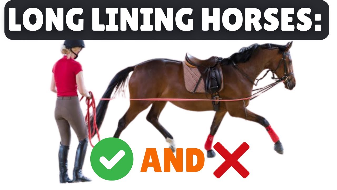 Long lining horses: Benefits: do's & don't's