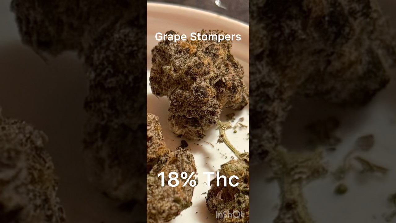 The 5 BEST-Tasting Cannabis Strains of Spring 2025 (Og Strain’s Top Picks) — You’ll Want Them All!