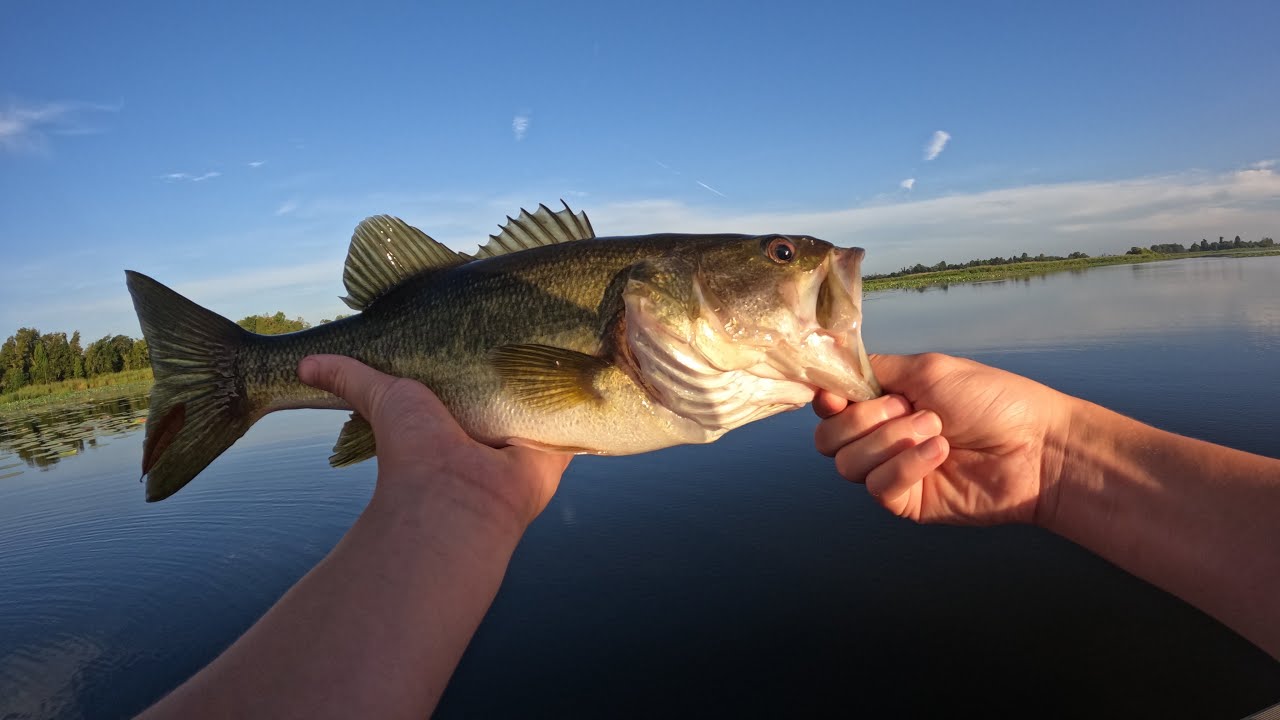 Bass fishing LAKE SEMINOLE