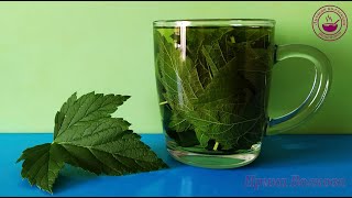 Чай из листьев черной смородины/ Ферментированный чай из листьев  смородины/ Black Currant Leaf Tea