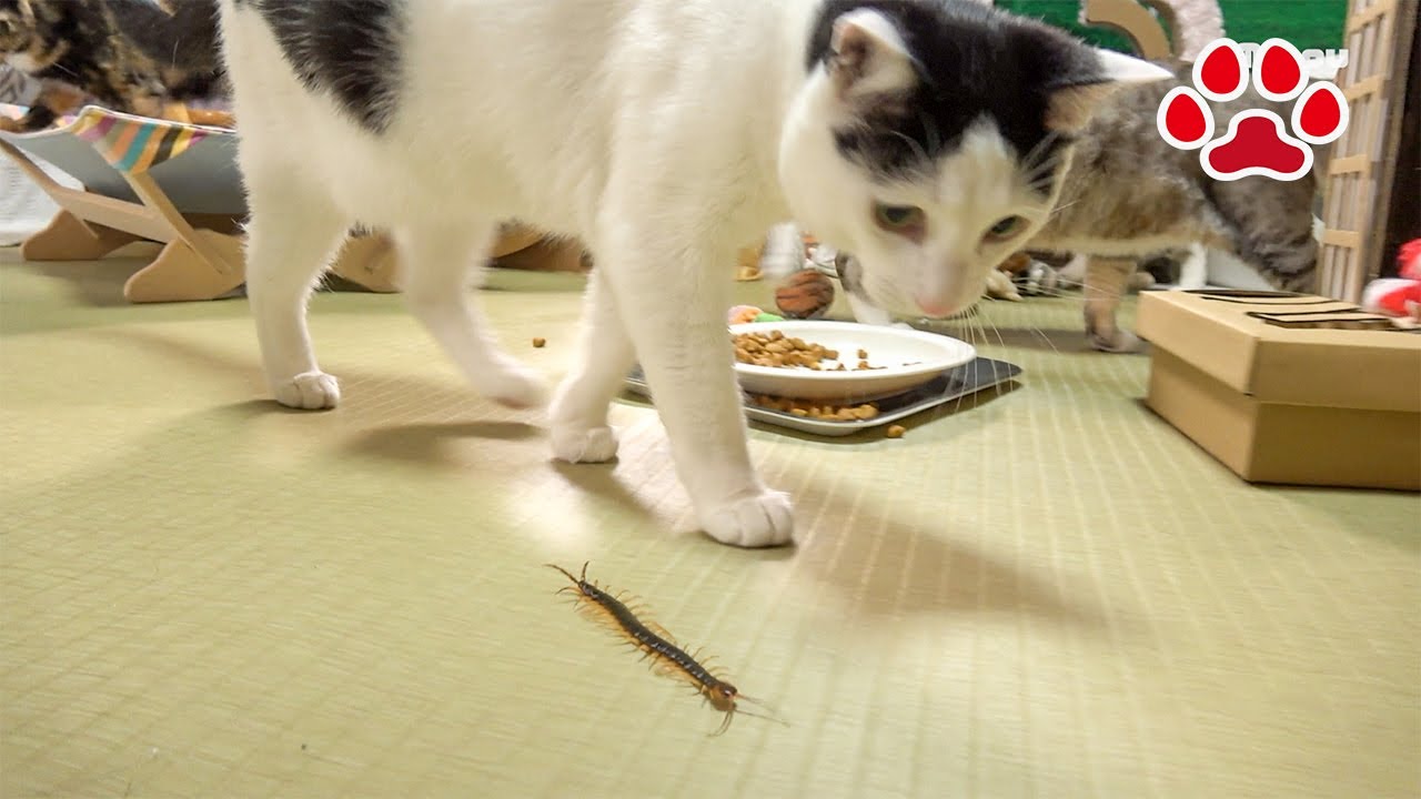 [Предупреждение]В комнате моей кошки появилась большая сороконожка.