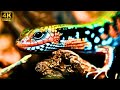 The Strange World Of Lizards - Wildlife Documentary