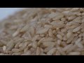 Rice  a grain of truth