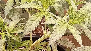 Grow ur Own OG Kush #grow #medicalgrow