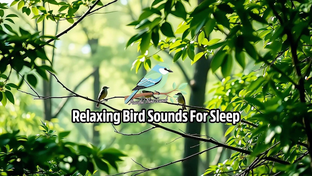 1 Hour Gentle Bird Tones For Stress Free Sleep