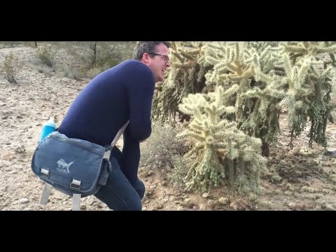 When the cholla cactus attacks