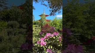 Чёрная Смородина - Sevenrose | Японский Сад В Цвету #Японскийсад #Паркгалицкого #Парккраснодар