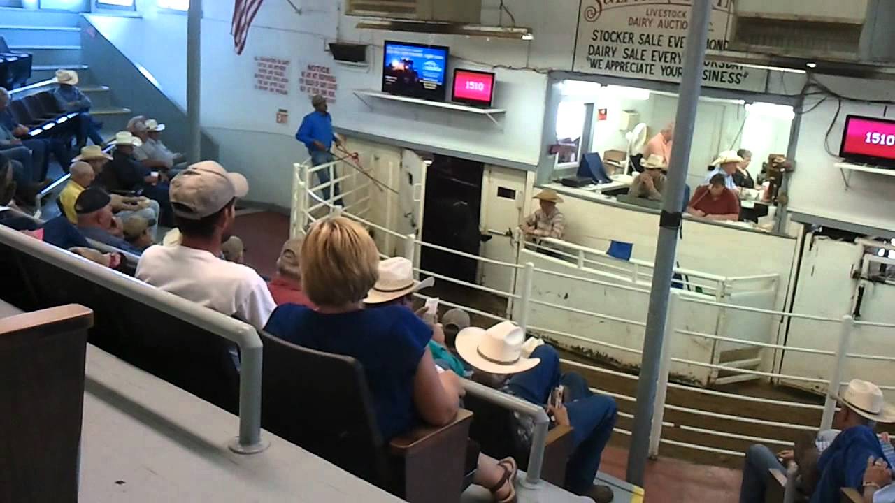 Lifestock Sulphur Springs