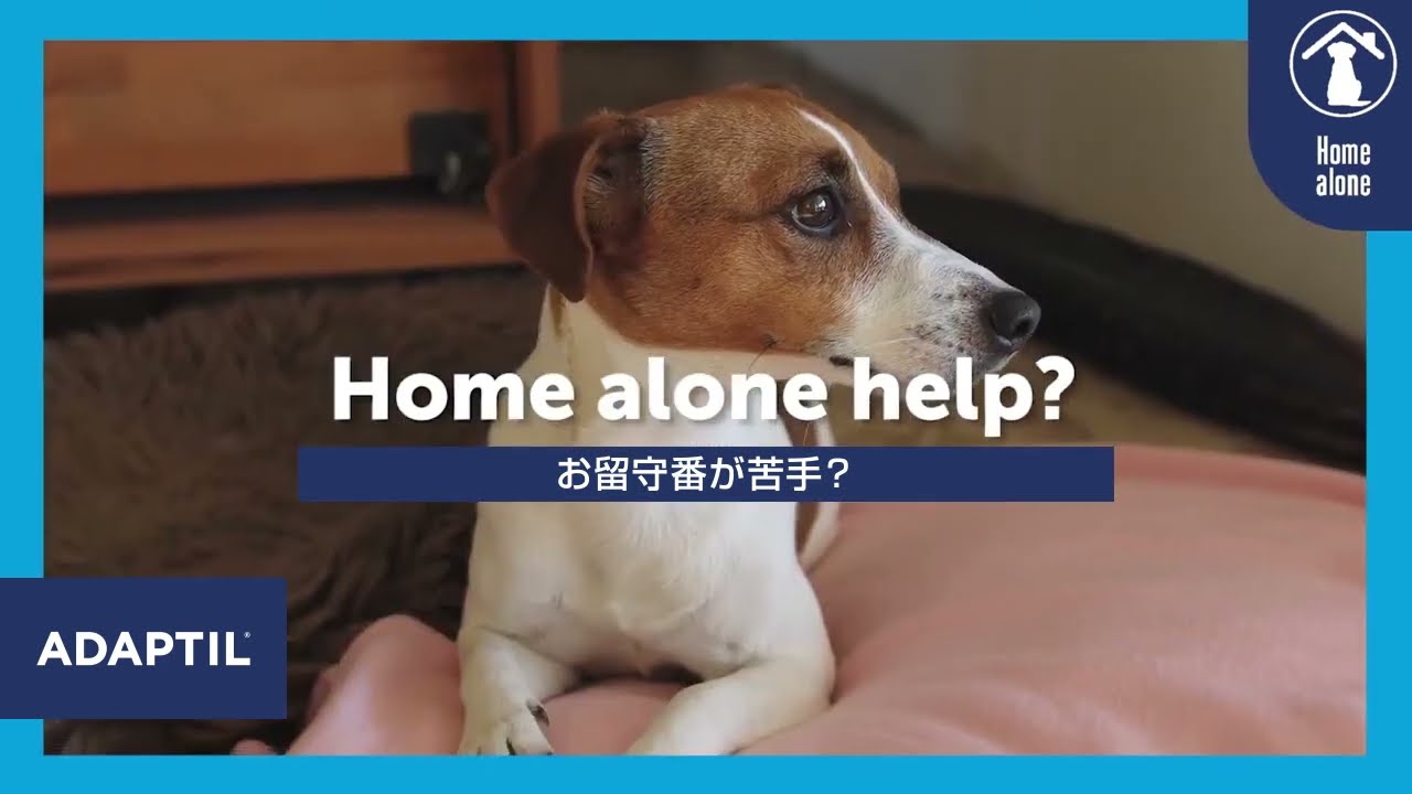 留守番中、愛犬が快適に過ごすためには？