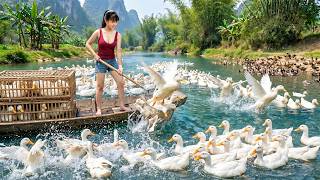 TIMELAPSE --378 Days Of Catching Big, Fat Muscovy Ducks From The Farm To Sell At The Local Market