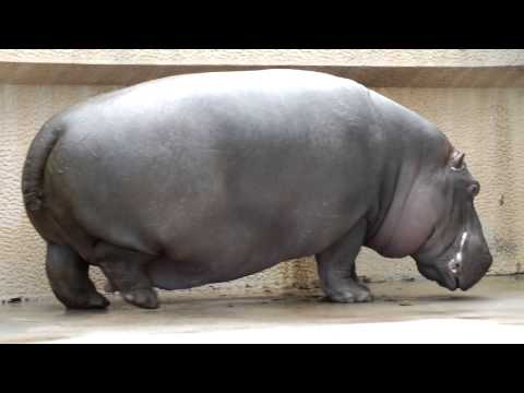 Hippo back away.後ずさりするカバ。