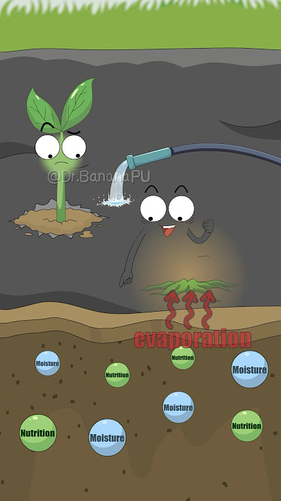 Why does covering the plants with plastic film kill all the weeds？#shorts