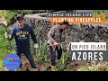 Simple Island Life - Planting pineapples on Pico Island, Azores, Portugal - Grow your food - Ep 36