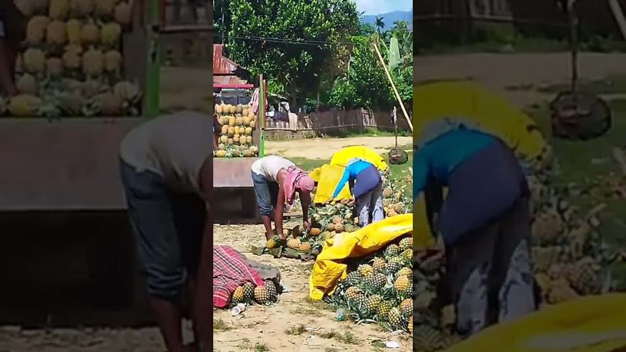 manipur jirbam district buthangkhal pineapple 🍍🍍🍍