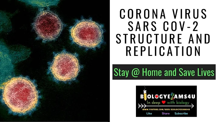 Coronavirus SARS COV-2, Structure, Replication and Genome explained - DayDayNews