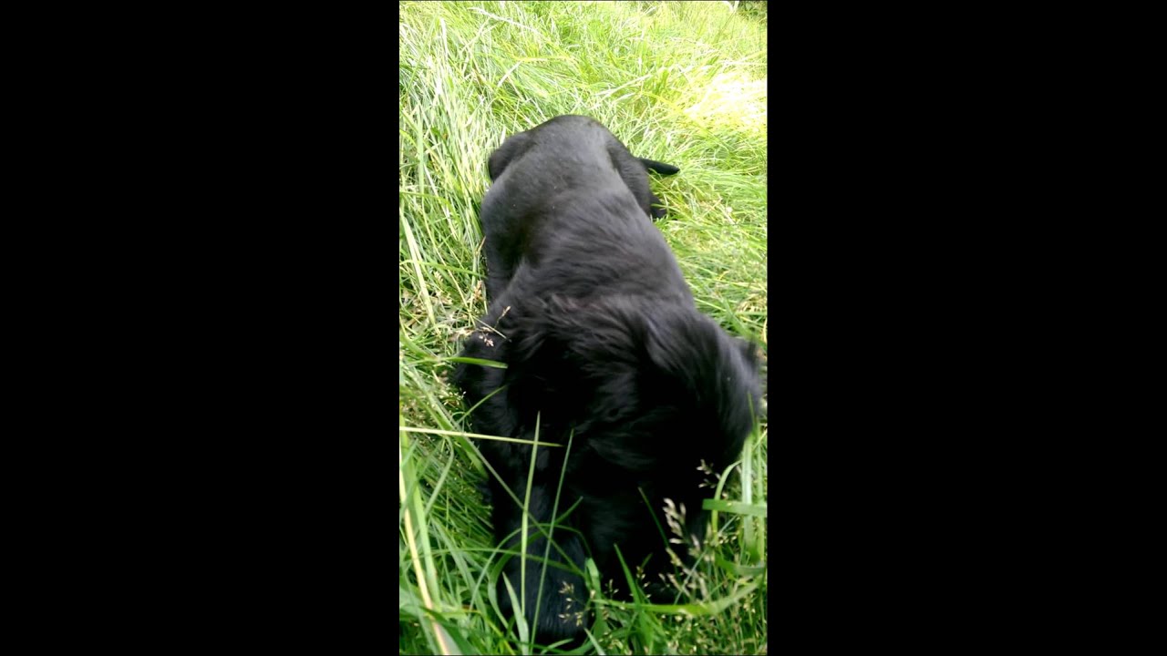 seven pounds Hoshi in the garden