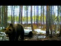 Охота на Медведя на Приваде.Добыт Крупный Самец.