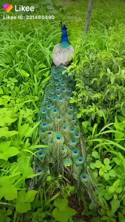 طيورالجنه(2)