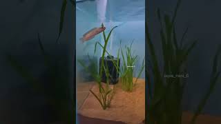 Tank set up part-2 @AquaaBarkTelugu #telugu #pets #reach #vlog #viralvideos #minivlog #fish