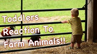 Toddlers Reaction To Farm Animals (2019)