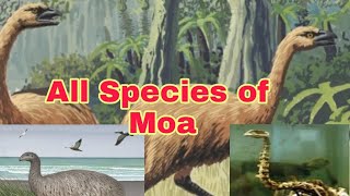 All Species of Moa