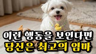 강아지가 좋아하는 사람에게 하는 행동들, 우리 아이의 사랑고백 6가지