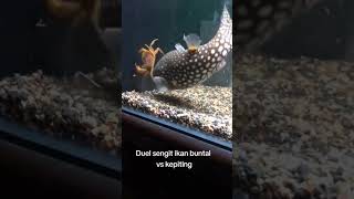 kepiting vs kepiting aquarium relax 4k fish ikanpredator fishing ikan