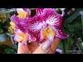 #Орхидеи #цветение P. Sexy Venus,, Persephone,,💥💣 изысканный фаленопсис от Joseph Wu💥💣