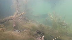 poissons au lac de Viry chatillon le 25 Juin 2018 Full HD.mp4