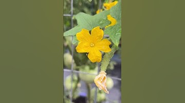 POLLINATION OF CUCUMBERS #shorts #garden #gardening