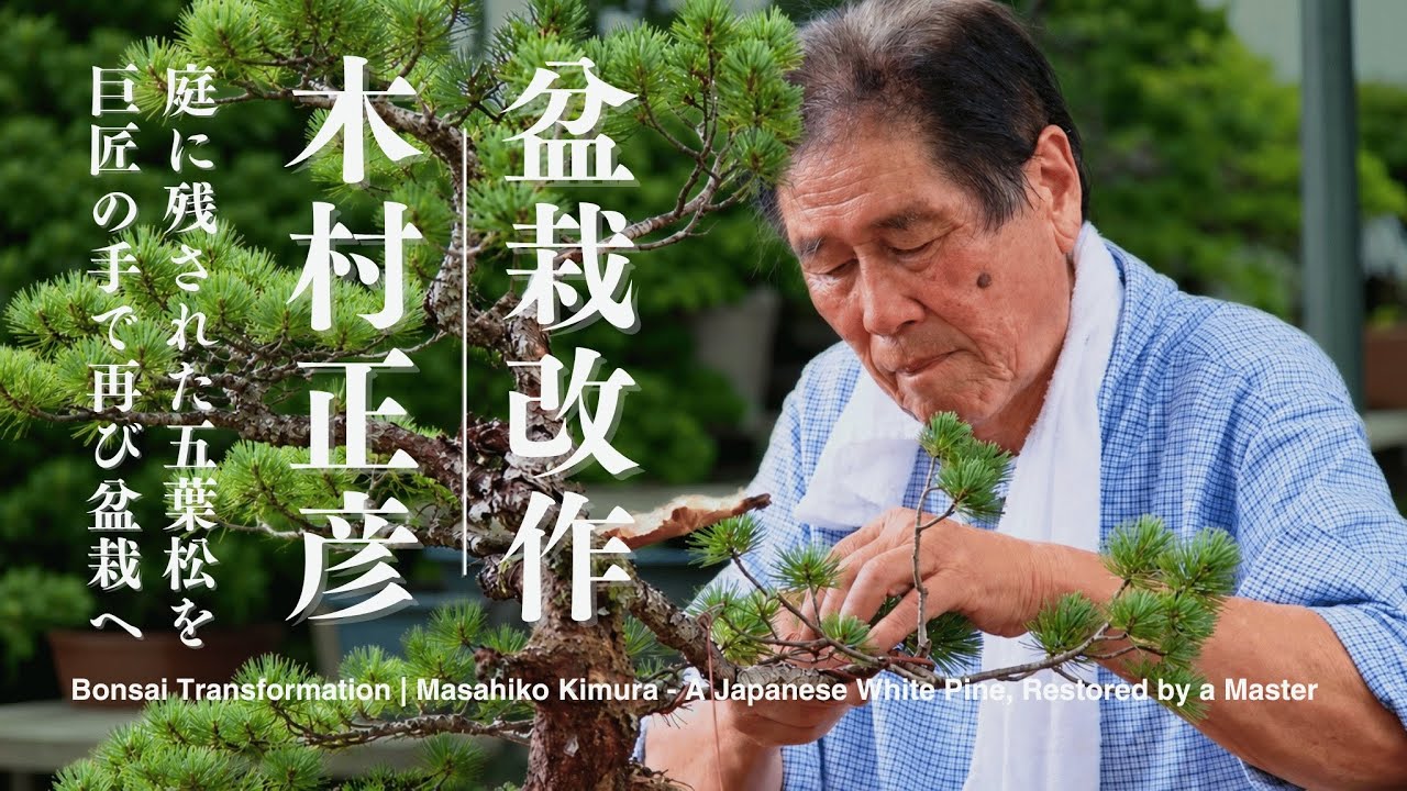 Bonsai Restyling | Masahiko Kimura 【A Forgotten Japanese White