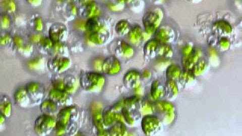 Botryococcus braunii - Intrecellular lipid droplets