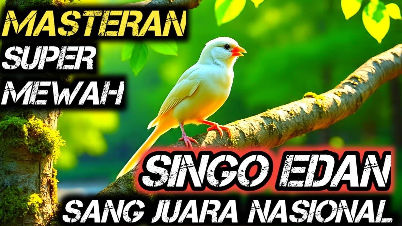 TERAPI AIR UNTUK SEMUA JENIS BURUNG, TERAPI AIR ,SUARA AIR TERAPI BURUNG , MASTERAN MEWAH SINGO EDAN